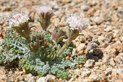 Chaenactis douglasii alpina