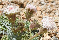 Chaenactis douglasii alpina