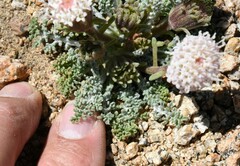 Chaenactis douglasii alpina