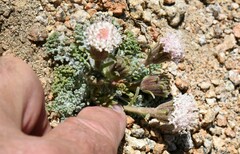 Chaenactis douglasii alpina