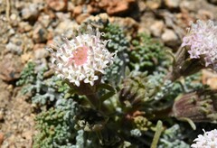 Chaenactis douglasii alpina