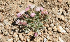 Chaenactis douglasii alpina