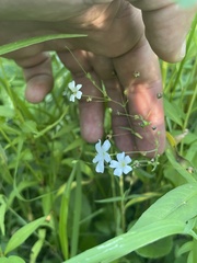 Gypsophila elegans