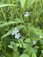 Gypsophila elegans