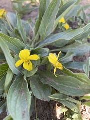 Viola praemorsa