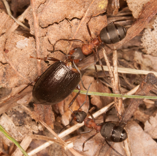 Formica polyctena × rufa