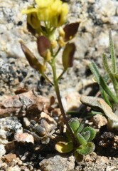 Draba asterophora asterophora