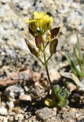 Draba asterophora asterophora