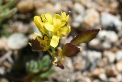 Draba asterophora asterophora