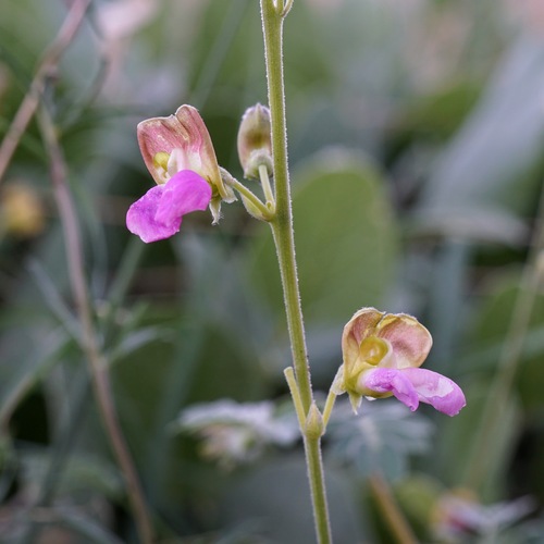 Spotted bean (Phaseolus maculatus)