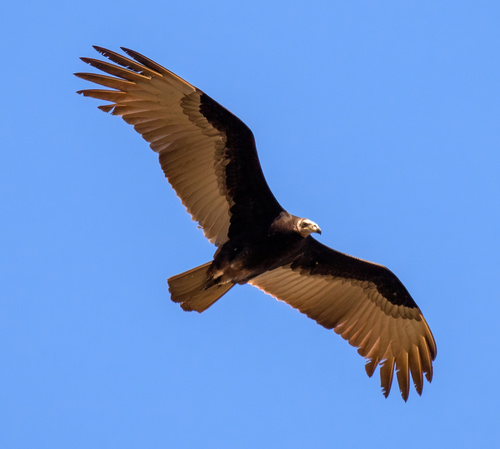 Representative image of Cathartes