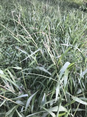 Paspalum langei