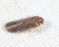 Synecdoche impunctata