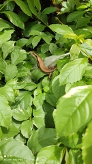 Eutropis longicaudata