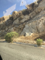 Baccharis sarothroides