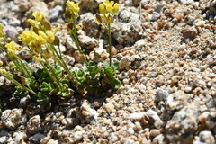 Draba asterophora asterophora
