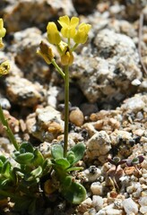 Draba asterophora asterophora
