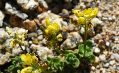 Draba asterophora asterophora