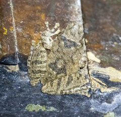 Scinax acuminatus