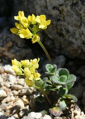 Draba asterophora asterophora