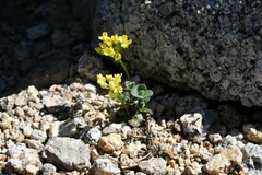 Draba asterophora asterophora