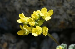 Draba asterophora asterophora