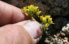Draba asterophora asterophora