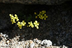 Draba asterophora asterophora