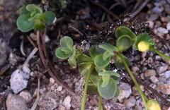 Draba asterophora asterophora
