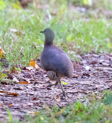 Crypturellus undulatus
