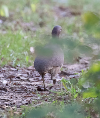 Crypturellus undulatus