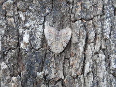 Catocala agrippina