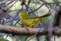 Myiothlypis flaveola