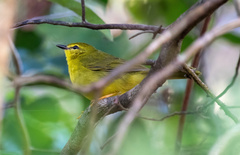 Myiothlypis flaveola