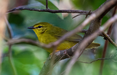 Myiothlypis flaveola
