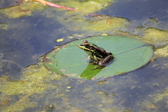 Pelophylax fukienensis