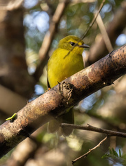 Myiothlypis flaveola