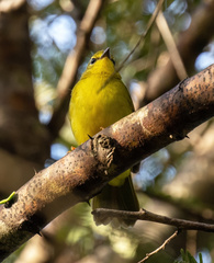 Myiothlypis flaveola