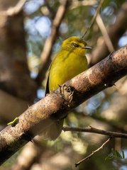 Myiothlypis flaveola