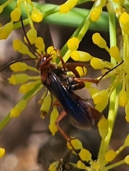 Tachypompilus unicolor