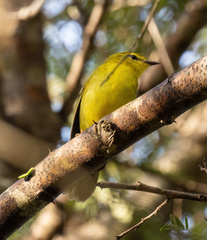 Myiothlypis flaveola