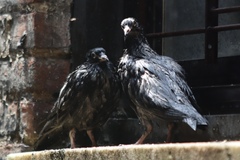 Columba livia