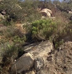 Baccharis sarothroides