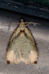 Olethreutes exoletum