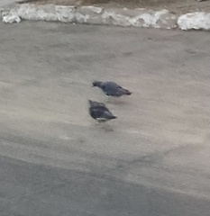 Columba livia domestica