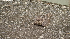 Caprimulgus affinis stictomus