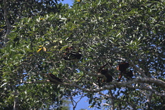Alouatta
