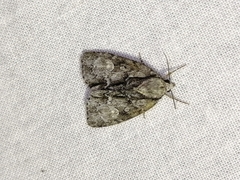 Acronicta strigosa