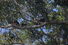 Alouatta