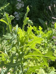 Lactuca serriola